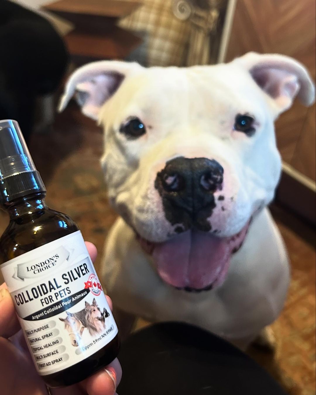 LONDON’S CHOICE - Colloidal Silver for Pets - 10ppm